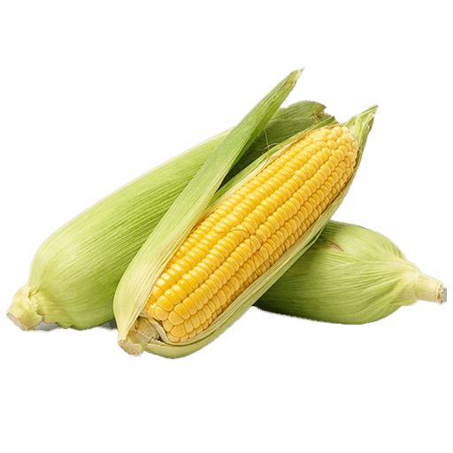 Fresh Corn — Box